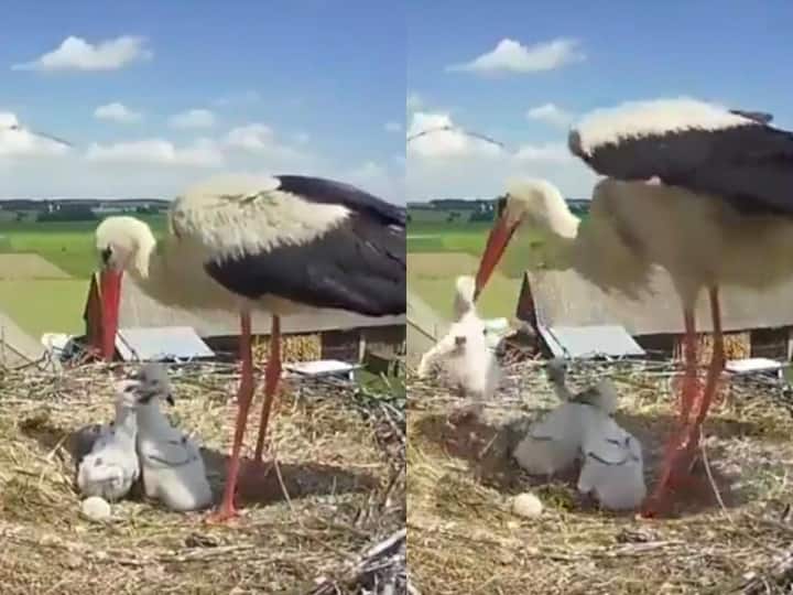 Stork threw the baby out of the nest shocking viral video सारस मां ने अपने बच्चे को चोंच से दबाया और फेंक दिया घोंसले से बाहर, काफी शेयर हो रहा है वीडियो
