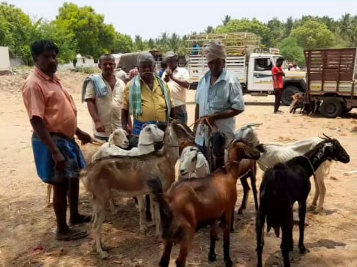 ரம்ஜான் பண்டிகைக்கு  போதுமான அளவுக்கு விற்பனை ஆகாத ஆடுகள் - கரூர் வியாபாரிகள் கவலை