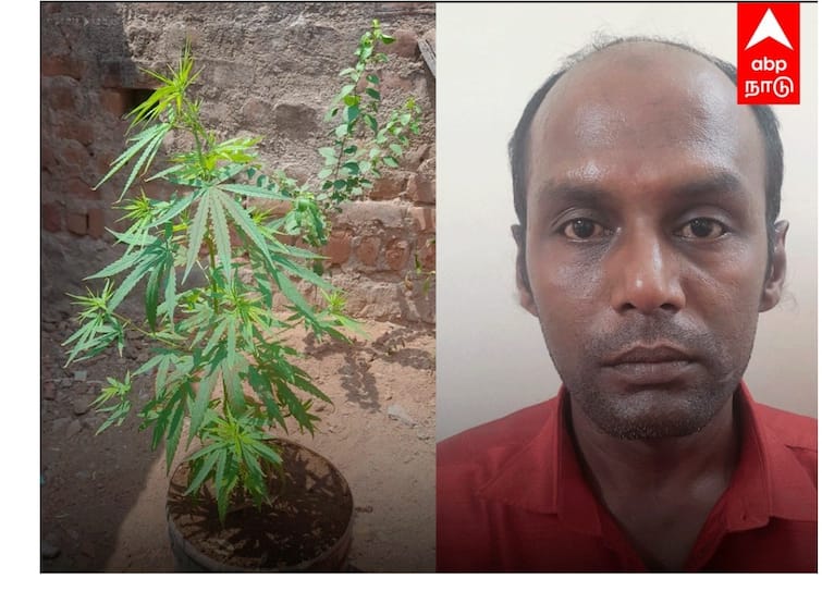 Kanchipuram: Ganja plant in a water can at home Father caught by son TNN Crime: வீட்டில் தண்ணீர் கேனில் கஞ்சா செடி; மகன் செய்த சேட்டையால் மாட்டிக் கொண்ட தந்தை