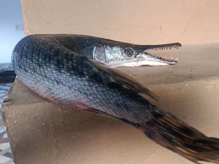 MP News: भोपाल के तालाब में उत्तरी अमेरिका में पाई जाने वाली 'क्रोकोडाइल फिश', जानें यहां कैसे पहुंची North American Fish alligator gar found in Bada Talab of Bhopal Madhya Pradesh MP News: भोपाल के तालाब में उत्तरी अमेरिका में पाई जाने वाली 'क्रोकोडाइल फिश', जानें यहां कैसे पहुंची