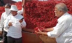 Nandurbar : मिरचीच्या दरात दुप्पट वाढ, आवक वाढली!