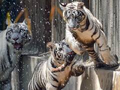 Delhi Zoo: दिल्ली के चिड़ियाघर में छोड़े गए सफेद बाघ, आप भी कर सकेंगे दीदार, देखे तस्वीरें