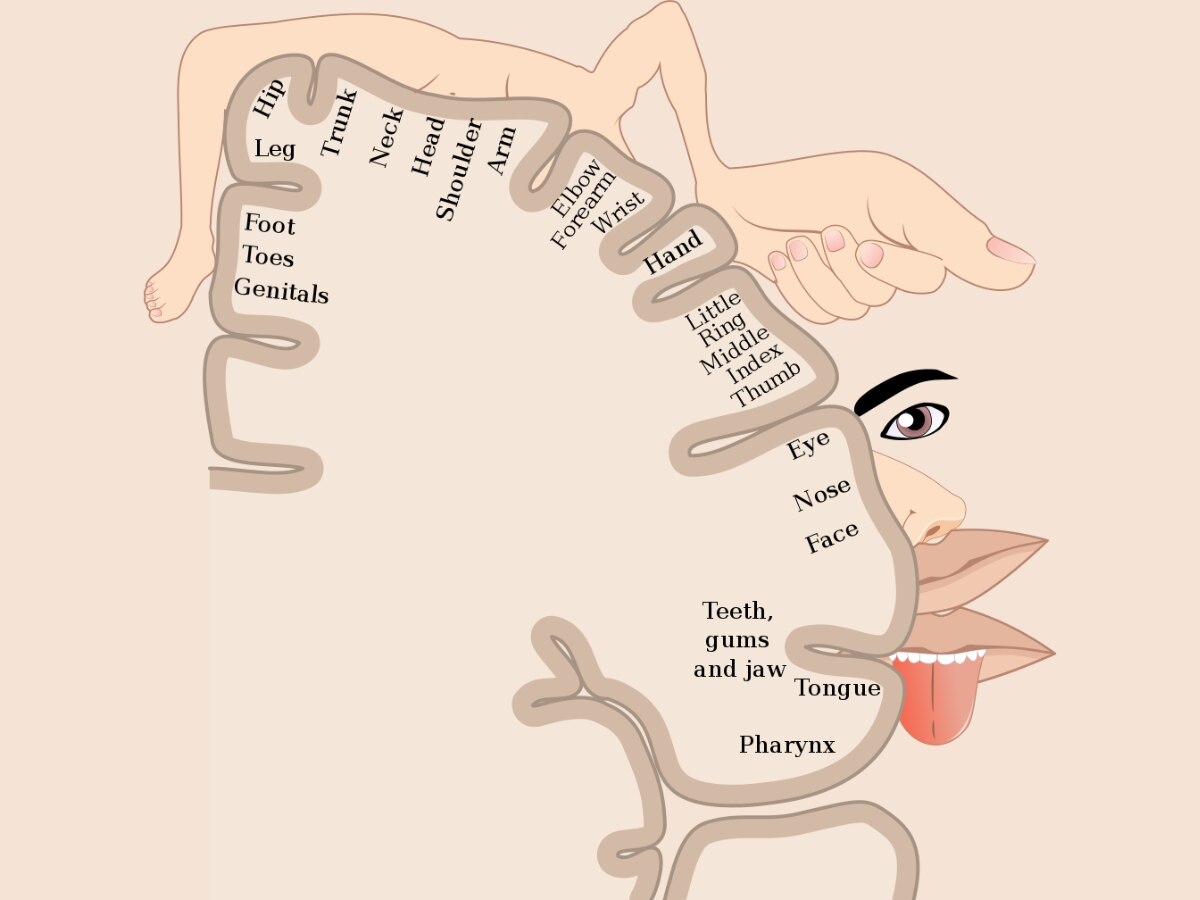 Link Between Body And Mind Is Embedded In Brain Structure, Scientists Find