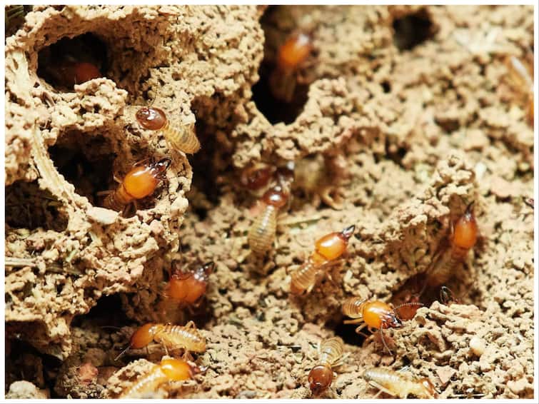 Why do termites get attached to wood Is there any wood on which termites do not attack लकड़ी पर दीमक क्यों लग जाती है? क्या कोई ऐसी लकड़ी भी है, जिस पर दीमक नहीं लगती
