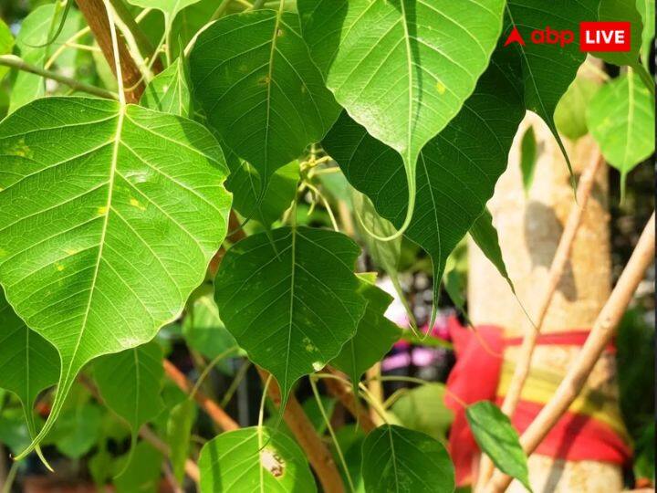 सूर्य ग्रहण समाप्त होने के बाद पीपल पेड़ की पूजा करें. इससे जीवन में सुख समृद्धि आती है. जल में तिल, गुड़ मिलाकर पीपल की जड़ में अर्पित करना बहुत शुभ होता है.