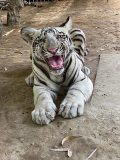 Delhi Zoo: दिल्ली के चिड़ियाघर में छोड़े गए सफेद बाघ, आप भी कर सकेंगे दीदार, देखे तस्वीरें