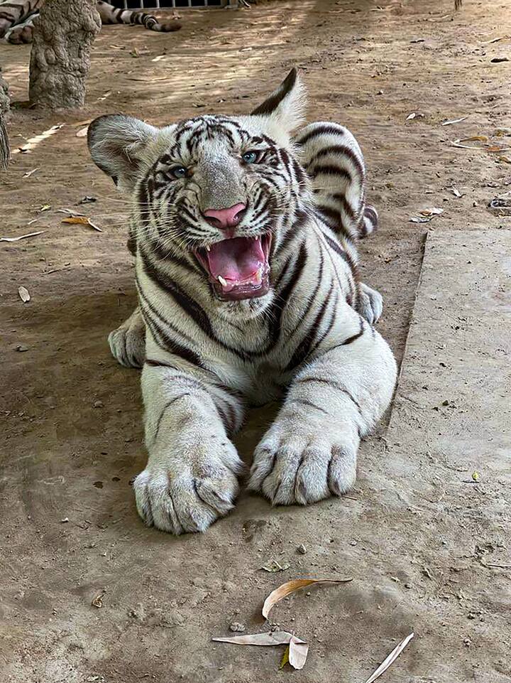 पर्यावरण मंत्रालय ने एक बयान में कहा कि यादव ने मादा शावक का नाम ‘अवनी’ रखा है, जिसका अर्थ है पृथ्वी और नर शावक का नाम ‘व्योम’ है, जिसका अर्थ आकाश है.