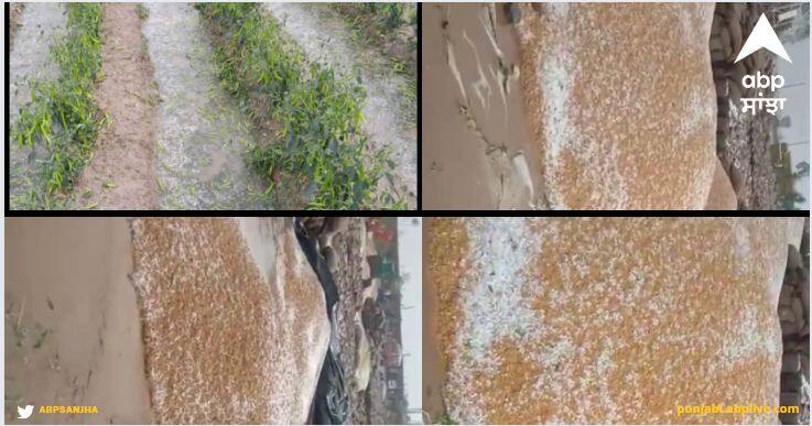 The rains and hailstorms in the villages caused a lot of damage to the crops Sangrur News: ਅਪਰੈਲ 'ਚ ਅਸਮਾਨੋਂ ਵਰ੍ਹੀ ਬਰਫ! ਫਸਲਾਂ ਦਾ ਹੋਇਆ ਨੁਕਸਾਨ