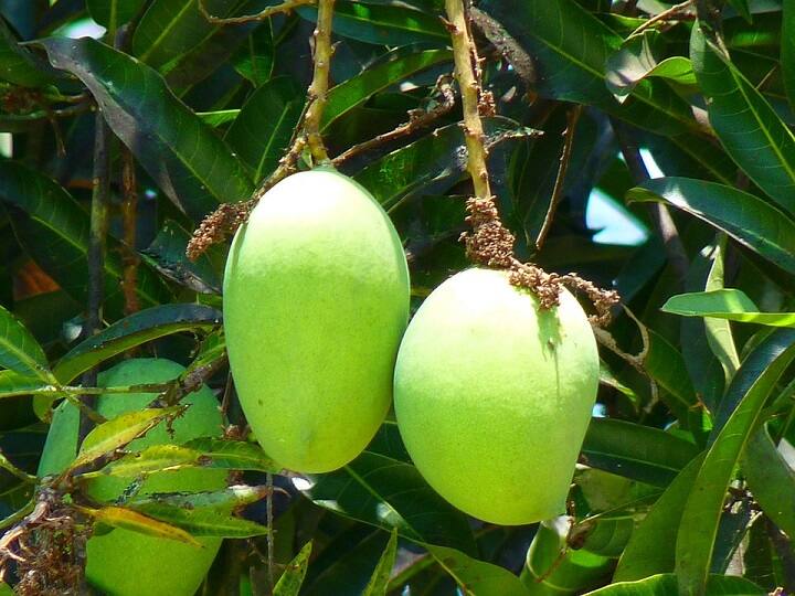 mango farming Farmers mango crops have been damaged due to unseasonal rains Mango Farming: बेमौसम बारिश में इस राज्य में तबाह हुआ 'फलों का राजा', लाखों के नुकसान से किसान परेशान