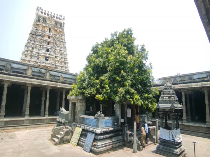 kanchipuram ekambareswarar temple mango tree 3500 year old miracle mango tree iis now starting to produce 4 flavors of mangoes TNN காஞ்சிபுரம் ஏகாம்பரநாதர் கோவில் மாமரத்தில் காய்த்து தொங்கும் மாங்காய்கள் -  பக்தர்கள் மகிழ்ச்சி