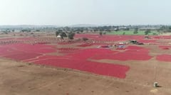 Nandurbar : मिरचीच्या दरात दुप्पट वाढ, आवक वाढली!