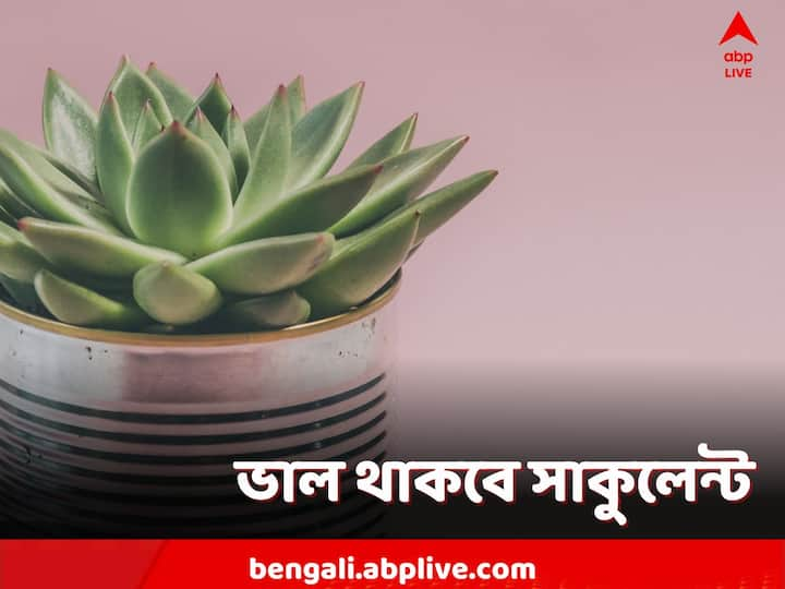 Succulents:ঘরে সাকুলেন্ট রাখতে গেলে বিশেষ কিছু দিকে খেয়াল রাখতে হয়।