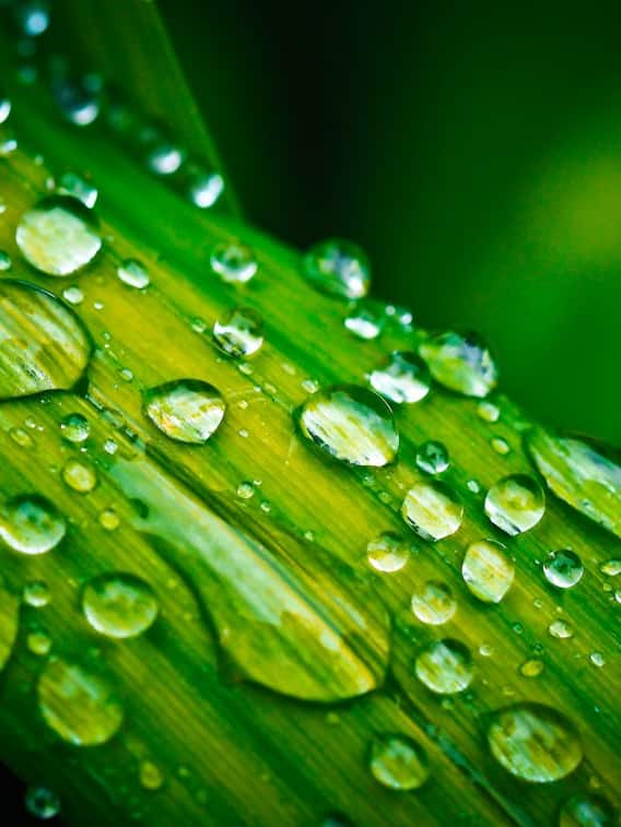 गर्मियों में एलोवेरा जेल लगाने के 10 फायदे जानें