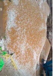 ਅਪਰੈਲ 'ਚ ਅਸਮਾਨੋਂ ਵਰ੍ਹੀ ਬਰਫ! ਫਸਲਾਂ ਦਾ ਹੋਇਆ ਨੁਕਸਾਨ