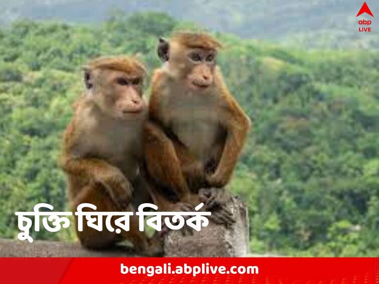 China is buying 1 lakh endangered monkeys from cash strapped Sri Lanka allegedly for experiments Endangered Monkeys: গোপনে পরীক্ষা-নিরীক্ষা! শ্রীলঙ্কা থেকে ১ লক্ষ ‘বিপন্ন’ বাঁদর কিনছে চিন, সন্দিহান আন্তর্জাতিক মহল