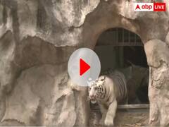 दिल्ली के जूलॉजिकल पार्क में सफेद बाघ के शावकों का होगा दीदार, केंद्रीय मंत्री ने दिखाई झंडी