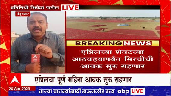 Nandurbar Chili Market : नंदुरबार कृषी उत्पन्न बाजार समितीत यंदा मिरचीची विक्रमी उलाढाल