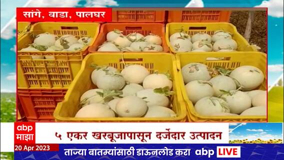 Palghar Saat Barachya Batmya :अनिल पाटलांच्या दर्जेदार खरबुजाला ग्राहकांची पसंती, पैसा देणारा पर्याय