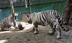 Delhi Zoo: दिल्ली के चिड़ियाघर में छोड़े गए सफेद बाघ, आप भी कर सकेंगे दीदार, देखे तस्वीरें