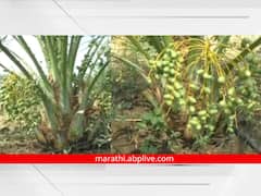 पारंपारिक पिकांसोबतच मराठवाड्यातील शेतकऱ्याने केला खजुराच्या शेतीचा प्रयोग; वर्षकाठी एक लाखाचे उत्पन्न