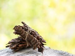 Shikakai Hair Benefits: बालों की हर समस्या को दूर कर सकता है शिकाकाई, बस आपको ऐसे करना है इस्तेमाल