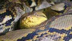 ਇਸ ਜੀਵ ‘ਚ ਹੁੰਦੀਆਂ ਸਭ ਤੋਂ ਜ਼ਿਆਦਾ ਹੱਡੀਆਂ, ਇਸ ਦੇ ਸ਼ਿਕੰਜੇ ‘ਚ ਫਸਣ ਤੋਂ ਬਾਅਦ ਦਮ ਤੋੜ ਦਿੰਦਾ ਹੈ ਸ਼ਿਕਾਰ