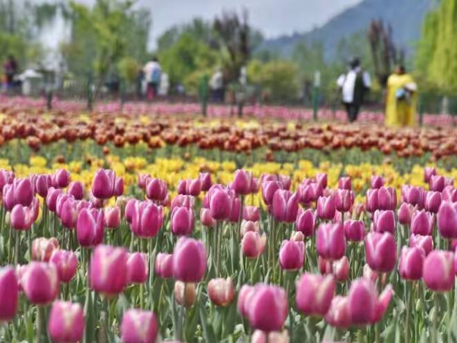 Tulip Garden Srinagar Closing Date: ਟਿਊਲਿਪ ਗਾਰਡਨ ਨੇ ਕਸ਼ਮੀਰ ਵਿੱਚ ਸੈਰ ਸਪਾਟੇ ਦੇ ਸੀਜ਼ਨ ਨੂੰ ਉਤਸ਼ਾਹਿਤ ਕਰਨ ਵਿੱਚ ਅਹਿਮ ਭੂਮਿਕਾ ਨਿਭਾਈ ਹੈ।