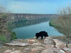 भालू की इस पिक्सर को लेने में लगे 5 साल, जानिए आखिर क्या है इसमें इतना खास?