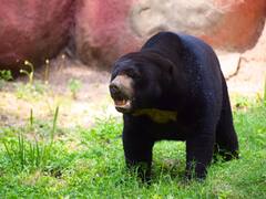 Bear Breaks Car Window Of Canadian Woman, Guzzles 69 Cans Of Soda