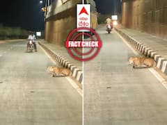 రోడ్డుపై పులి హడలెత్తిస్తున్న వీడియో అనంతపురంలోనా? శ్రీకాకుళంలోనా? అసలు నిజం ఇదిగో