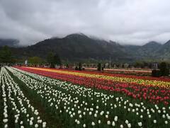 Tulip Garden Srinagar: ਲੋਕਾਂ ਨੂੰ ਚੰਗਾ ਲੱਗਿਆ ਸ੍ਰੀਨਗਰ ਦਾ ਟਿਊਲਿਪ ਗਾਰਡਨ, ਇਸ ਵਾਰ 32 ਦਿਨਾਂ 'ਚ ਆਏ ਰਿਕਾਰਡ ਤੋੜ ਸੈਲਾਨੀ