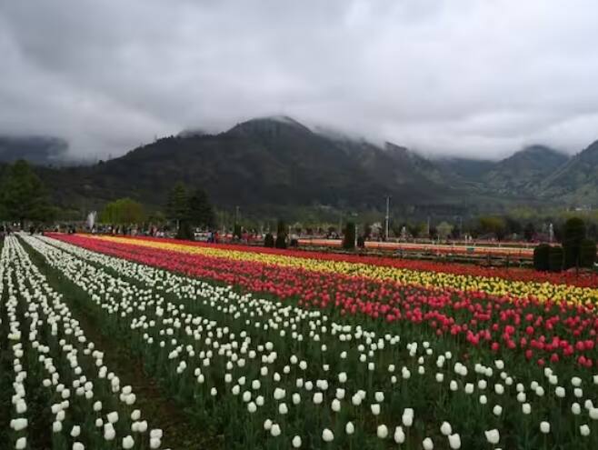 ਡਲ ਝੀਲ ਦੇ ਕੰਢੇ ਸਥਿਤ ਇਸ ਟਿਊਲਿਪ ਗਾਰਡਨ ਨੂੰ ਹੁਣ ਆਮ ਲੋਕਾਂ ਲਈ ਬੰਦ ਕਰ ਦਿੱਤਾ ਗਿਆ ਹੈ।