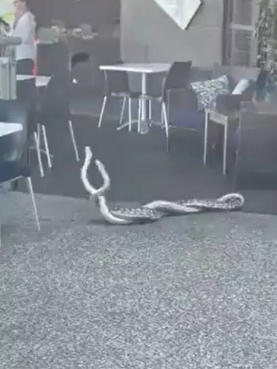 Video: जब रेस्टोरेंट में एक दूसरे से लिपटकर लड़ने लगे सांप