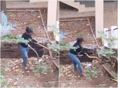 बिना डरे महिला ने किया दो किंग कोबरा का रेस्क्यू, दिल की धड़कनें बढ़ा देगा वीडियो