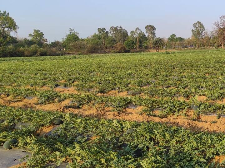 Surajpur Farmers May Again Hit By Lakhs Know Why Apprehension Expressed ANN Chhattisgarh: सूरजपुर के सैकड़ों किसान को फिर लग सकती है लाखों की चपत, जानें- क्यों जताया जा रहा अंदेशा?