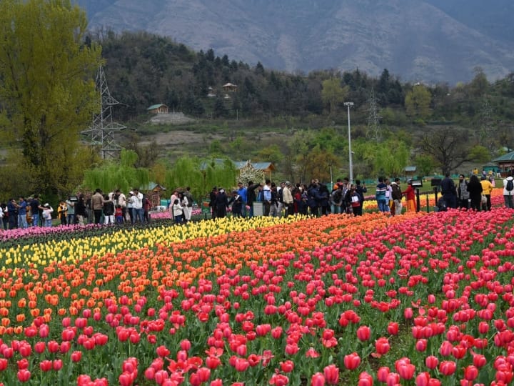 प्रभारी रहमान ने कहा, ट्यूलिप गार्डन ने कश्मीर में पर्यटन सीजन को आगे बढ़ाने में महत्वपूर्ण भूमिका निभाई है.