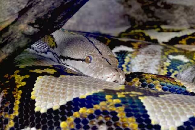 ਅਜਗਰ 900 ਸੈਂਟੀਮੀਟਰ ਲੰਬਾ ਅਤੇ 200 ਕਿਲੋਗ੍ਰਾਮ ਤੱਕ ਦੇ ਭਾਰ ਦਾ ਹੋ ਸਕਦਾ ਹੈ, ਪਰ ਨਰ ਮਾਦਾ ਨਾਲੋਂ ਬਹੁਤ ਛੋਟੇ ਅਤੇ ਹਲਕੇ ਹੁੰਦਾ ਹੈ।