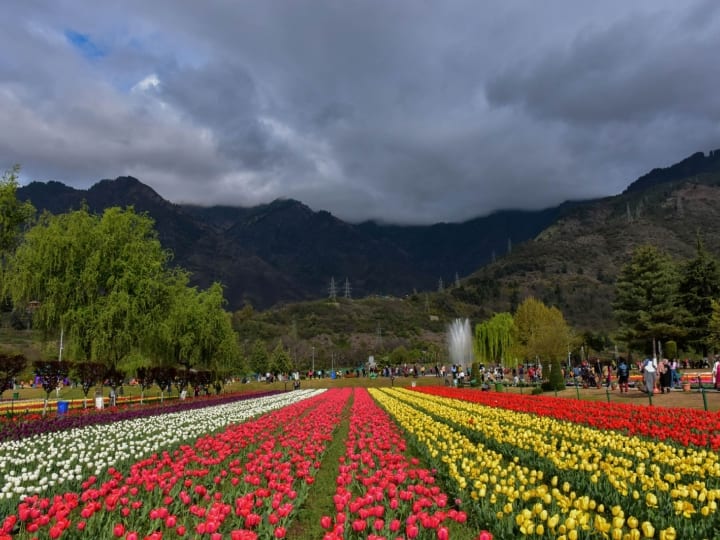 हालांकि, ट्यूलिप गार्डन का अंतिस समय चल रहा है इसके बावजूद पर्यटकों की एक महत्वपूर्ण संख्या अब भी बगीचे का दौरा कर रही है.