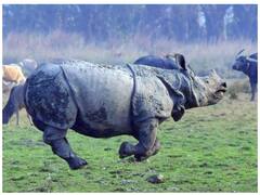 Endangered Kaziranga Animals In Danger As Sensor Cameras In National Park Become Non-Functional