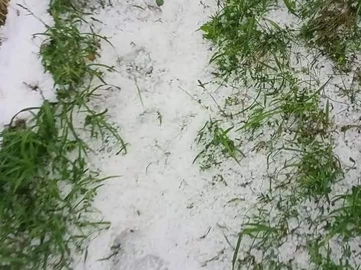 Himachal Weather: शिमला के ऊपरी इलाकों में ओलावृष्टि से सेब की फसलों को भारी नुकसान, बागवानों के लिए मुआवजे की मांग Himachal Heavy damage to apple crops due to hailstorm in upper areas of Shimla demand for compensation ANN Himachal Weather: शिमला के ऊपरी इलाकों में ओलावृष्टि से सेब की फसलों को भारी नुकसान, बागवानों के लिए मुआवजे की मांग