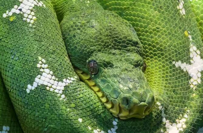 ਪਾਈਥਨ 30 ਸਾਲ ਤੱਕ ਜੀ ਸਕਦਾ ਹੈ। ਇਸ ਦਾ ਪ੍ਰਜਨਨ ਸਮਾਂ 60 ਜਾਂ 70 ਦਿਨਾਂ ਦੇ ਵਿਚਕਾਰ ਹੁੰਦਾ ਹੈ। ਜੇਕਰ ਇਹ ਕਿਸੇ ਨੂੰ ਵੀ ਆਪਣੀ ਲਪੇਟ ਵਿਚ ਲੈ ਲਵੇ ਤਾਂ ਇਸ ਦੀ ਪਕੜ ਤੋਂ ਬਚਣਾ ਮੁਸ਼ਕਿਲ ਹੈ।