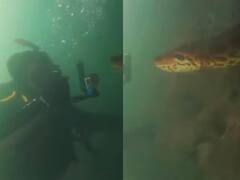 जब पानी के नीचे गोताखोरों के सामने आ गया 23 फीट लंबा एनाकोंडा... कैमरे पर जो रिएक्ट किया वो वायरल हो गया   