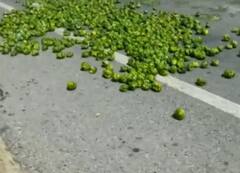 Agriculture News : ढोबळी मिरचीला 1 रुपयांचा दर, पंजाबमधील शेतकरी आक्रमक