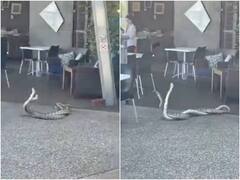 रेस्टोरेंट के फर्श पर एक-दूसरे से लिपटकर लड़ते नजर आए दो सांप, डराने वाला है ये वीडियो