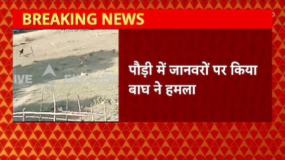 Pauri में जानवरों पर किया बाघ ने हमला, वीडियो आया सामने | Pauri News Today