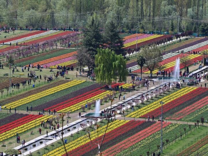 ट्यूलिप गार्डन के अधिकारियों के अनुसार, ट्यूलिप शो सफल रहा क्योंकि इस सीजन में दर्शकों की संख्या सबसे अधिक थी. अधिकारियों ने कहा कि