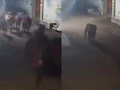 मवेशियों पर शेर ने किया हमला तो एक कुत्ते ने ऐसे की सबकी रक्षा, खूब देखा जा रहा ये Video