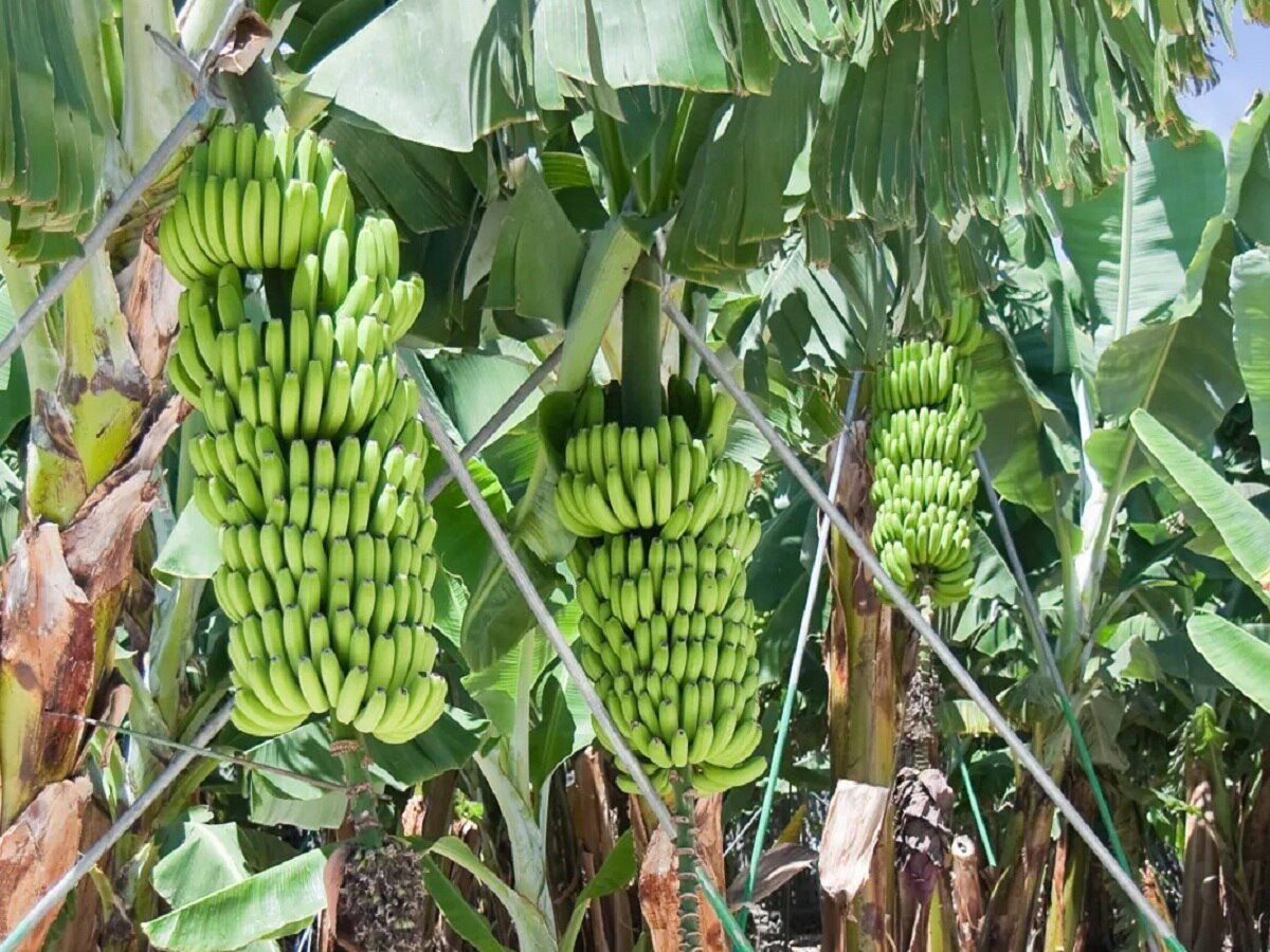 Banana Produce Farmers Faced Lower Price In Market Can Not Recover ...