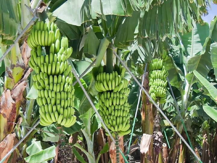 maharashtra news Unseasonal rains hit banana crop in Nandurbar district Nandurbar : नंदुरबार जिल्ह्यात अवकाळी पावसाचा केळी उत्पादकांना मोठा फटका, मदत देण्याची मागणी 