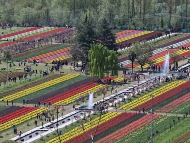 ਇੰਦਰਾ ਗਾਂਧੀ ਟਿਊਲਿਪ ਗਾਰਡਨ, ਪਹਿਲਾਂ ਸਿਰਾਜ ਬਾਗ ਵਜੋਂ ਜਾਣਿਆ ਜਾਂਦਾ ਸੀ। ਇਸ ਬਾਗ ਨੇ ਦੇਸ਼-ਵਿਦੇਸ਼ ਦੇ ਸੈਲਾਨੀਆਂ ਨੂੰ ਆਕਰਸ਼ਿਤ ਕੀਤਾ ਹੈ।